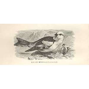  Lapland Bunting 1862 WoodS Natural History Birds