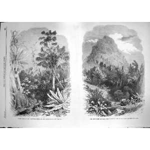  1868 Forest Scene Illawarra Mountains LionS Head Cape 