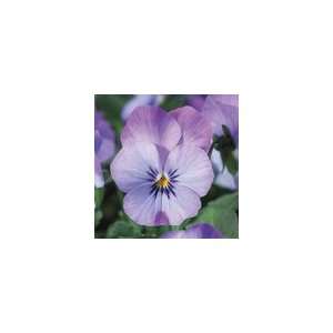  Viola Endurio™ Sky Blue Martien Patio, Lawn & Garden