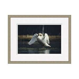  Male Trumpeter Swan Yellowstone National Park Framed 