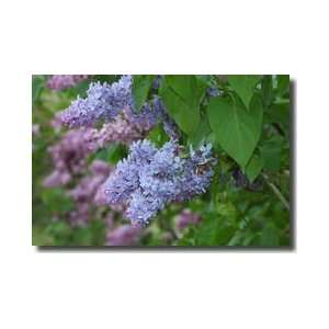 Lilacs Jamaica Plain Massachusetts Giclee Print 
