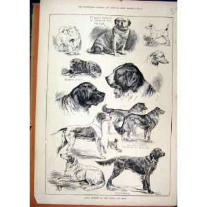   1883 Prize Winners Dublin Dog Show Pug Victor Jessie