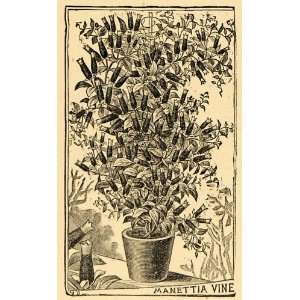  1895 Print Manettia Vine Liana Herbs Rubiaceae Family 
