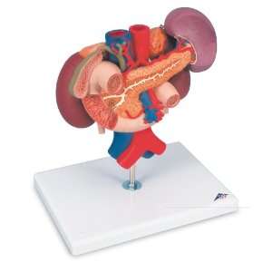 3B Scientific Kidneys with rear organs