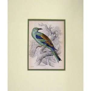 1830 Hand Coloured Print Bird Roller Blue Green Brown  