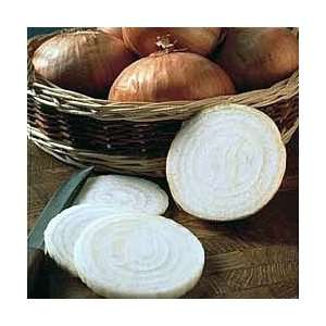   Walla Onion 50 Plants   Mild/Eat Like Apple Patio, Lawn & Garden