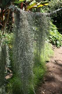 SPANISH MOSS 3 POUNDS WHOLESALE PRICES LIVE MOSS  