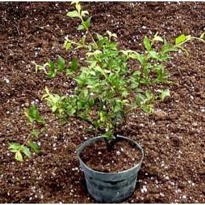  Dwarf Barbados Cherry Plant   Pre Bonsai or Houseplant   4 