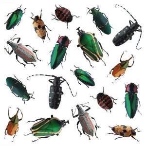  Beetles Scrapbook Stickers Arts, Crafts & Sewing