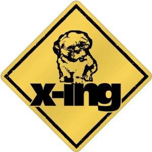    New  Lhasa Apso X Ing / Xing  Crossing Dog