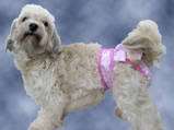 female dog diaper,doggie diaper,female dog in heat,incontinent dog 