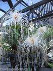 170) Bulbophyllum (Cirr.) medusae BEST of the BEST Well Known 