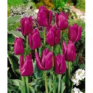  8 Purple Passionale Tulip Flower Bulbs, AWARD WINNER 