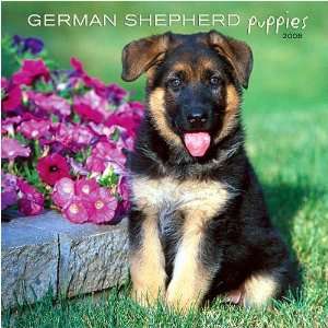  German Shepherd Puppies 2008 Wall Calendar Office 