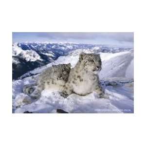  Animals Posters White Leopards   Snowy Mountain Poster 