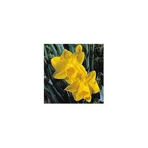  Daffodil Quail   12 Flower Bulbs Patio, Lawn & Garden