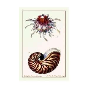  Scallop Over Nautilus 20x30 poster