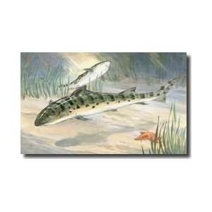 Leopard Sharks Feed On Other Fishes But Are Harmless To Man Giclee 