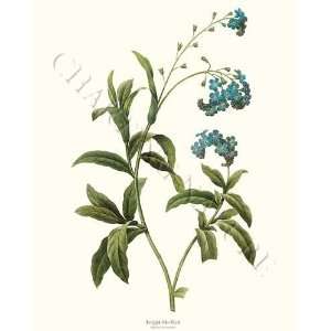  Botanical Prints Forgetmenot