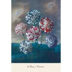  Group of Carnations 28X42 Canvas