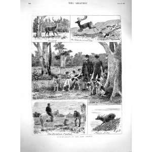  1880 Deer Hunting New Forest Horses Hounds Dogs Print 