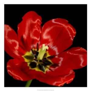  Shimmering Tulips III by Renee Stramel 22x22 Health 