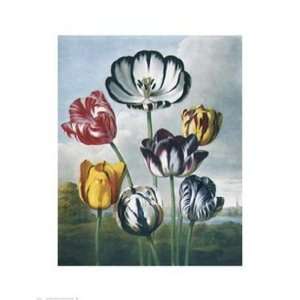 Tulips by Unknown 20x26 