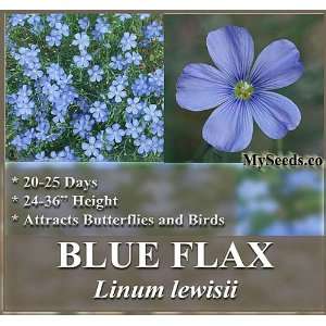  1 oz (19,000+) BLUE FLAX Flower Seeds LEWIS FLAX Attracts 