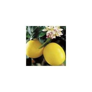  Meyer Improved Citrus Lemon Tree Patio, Lawn & Garden