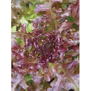 The Cooks Garden   Lettuce, Red Salad Bowl Organic Patio 