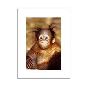  Baby Orangutan Poster Print