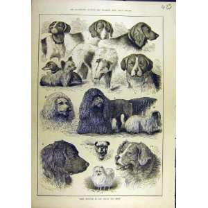  1880 Berlin Dog Show Winners Canine Sport Print