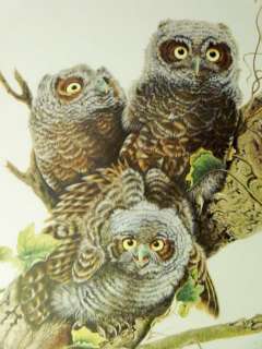 Vintage 1981 Baby Screech Owls Bird Animal Print, Jim Oliver, Sig 