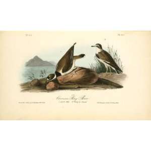   James Audubon   32 x 18 inches   American Ring Plover. 1. Adult