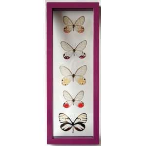 Real Framed Glasswing Butterflies with Pink Clearwing Butterfly in 