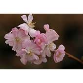 pink autumn cherry (Prunus × subhirtella Autumnalis Rosea)