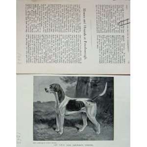   Antique Portrait Earl BathurstS Stentor Hound Dog