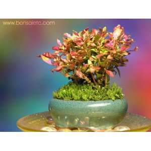 Indoor Beginners Bonsai   Mini Cheerful Bonsai Bouquet for Home 