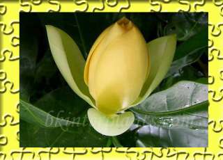 Magnolia COCO (Lour.) DC. Fragrant Flower&Nice Plant^^  
