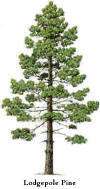 Lodgepole Pine Tree Seeds  