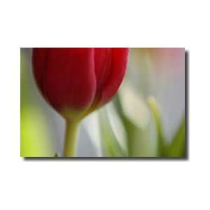  Red Tulip Chevy Chase Maryland Giclee Print