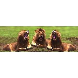  Lions Yawning by Unknown 36x12