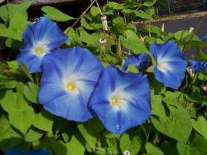 morning glory vine, HEAVENLY BLUE, 55 SEEDS GroCo  