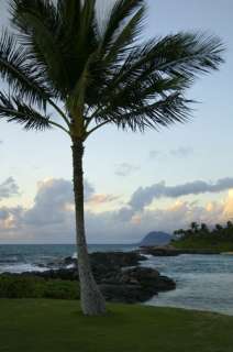 Ko Olina Palm Tree HUGE Art Photo Oahu Hawaii Surfing  