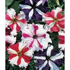  Petunia, Razzle Dazzle Hybrid Mixed 1 Pkt. (50 seeds 