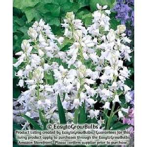  Spanish Bluebells (Hyacinthoides) White   10 robust bulbs 