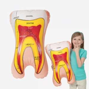  Inflatable Tooth   Teaching Supplies & Teaching Supplies 
