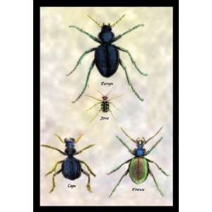  Beetles of Java, France, Cape and Europe #1 28X42 Canvas 