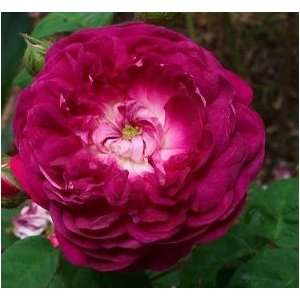  Cardinal de Richelieu Rose Seeds DM Patio, Lawn & Garden