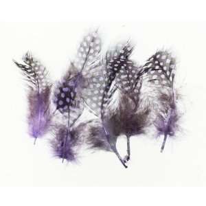  Guinea Feathers in Dark Purple   10 Pieces Arts, Crafts 